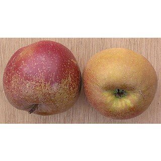 Appels, goudreinette, Schone van Boskoop, per kg, Hekkert Hoogstamfruit