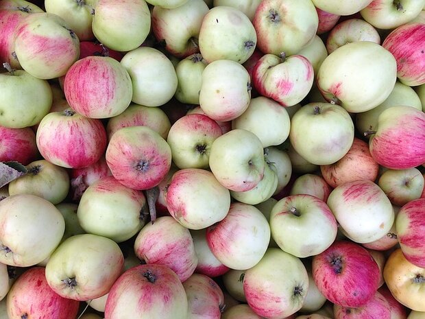 Appels voor verwerking, 4kg, Hekkert Hoogstamfruit