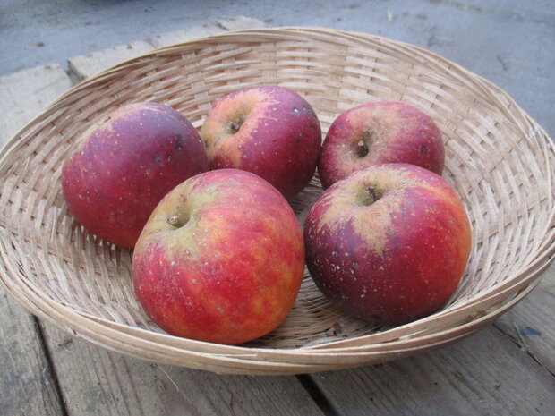 Rajka appels