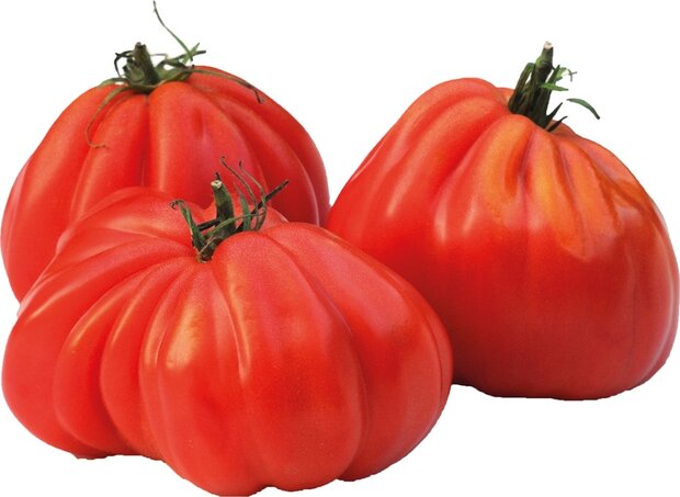 Tomaten, vlees-, 500gr, Udea