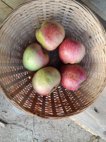 Appels, stoof-, Zoete Ermgard, per kg, Hekkert Hoogstamfruit