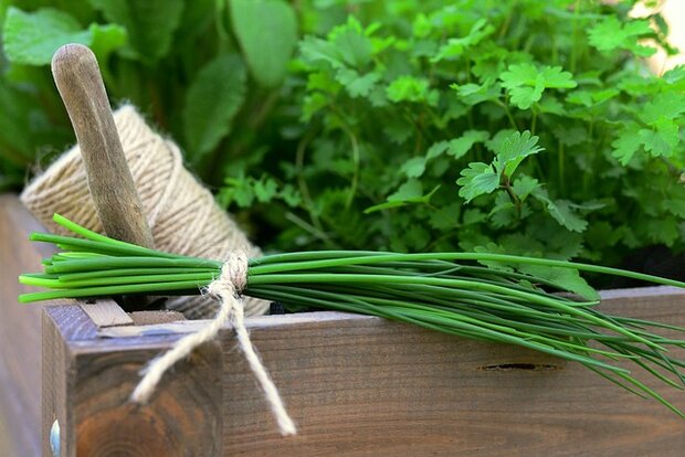 Bieslook, vers, bosje, Tuinderij Korenblik