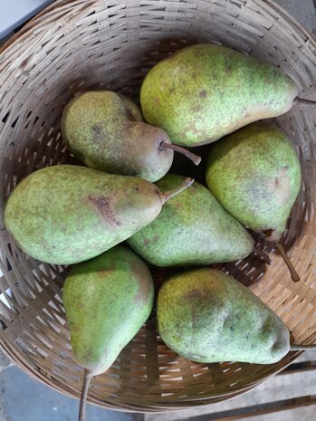 Peren, stoof-, hoogstam-, per kg, Hekkert Hoogstamfruit