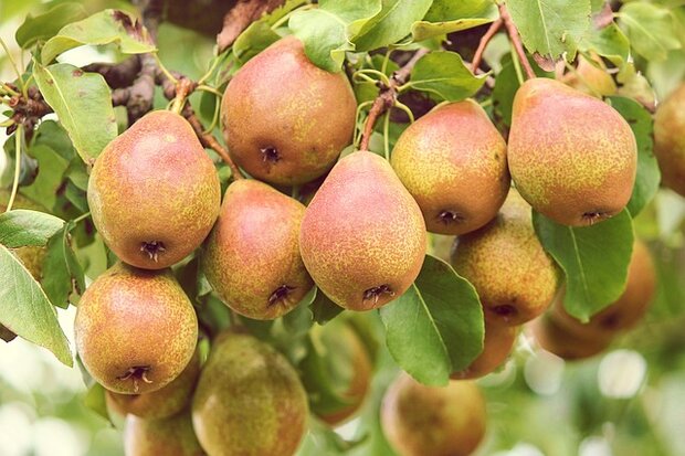 Peren, stoof-, hoogstam-, per kg, Hekkert Hoogstamfruit