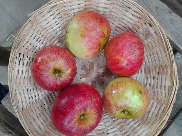 Appels, Red devil, hand-per kg, Hekkert Hoogstamfruit