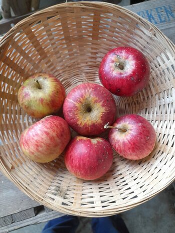 Appels, rubinola, per kg, Hekkert Hoogstamfruit