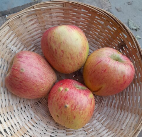 Appels, notaris-, per kg, Hekkert Hoogstamfruit