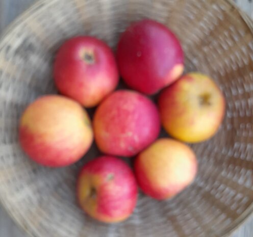 Appels, hand- &amp; moes-, Brabantse Bellefleur-, per kg, Hekkert Hoogstamfruit