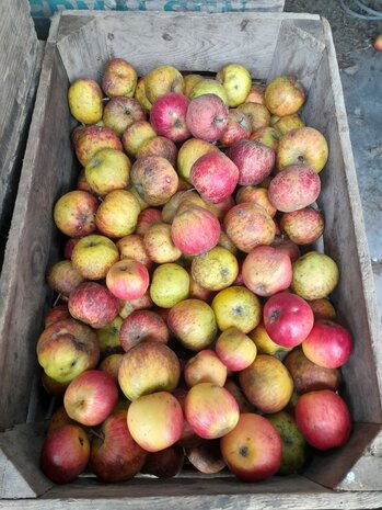 Appels voor verwerking, 4kg, Hekkert Hoogstamfruit