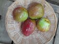 Appels, Gronsvelder Klumpke, hand-, per kg, Hekkert Hoogstamfruit