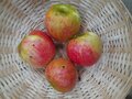 Appels, Ecolette, hand-, per kg, Hekkert Hoogstamfruit