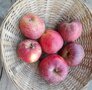 Appels, hand-, Rode Jonathan-, per kg, Hekkert Hoogstamfruit